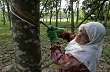 Malaysia dự đoán giá cao su tăng vào năm 2015 